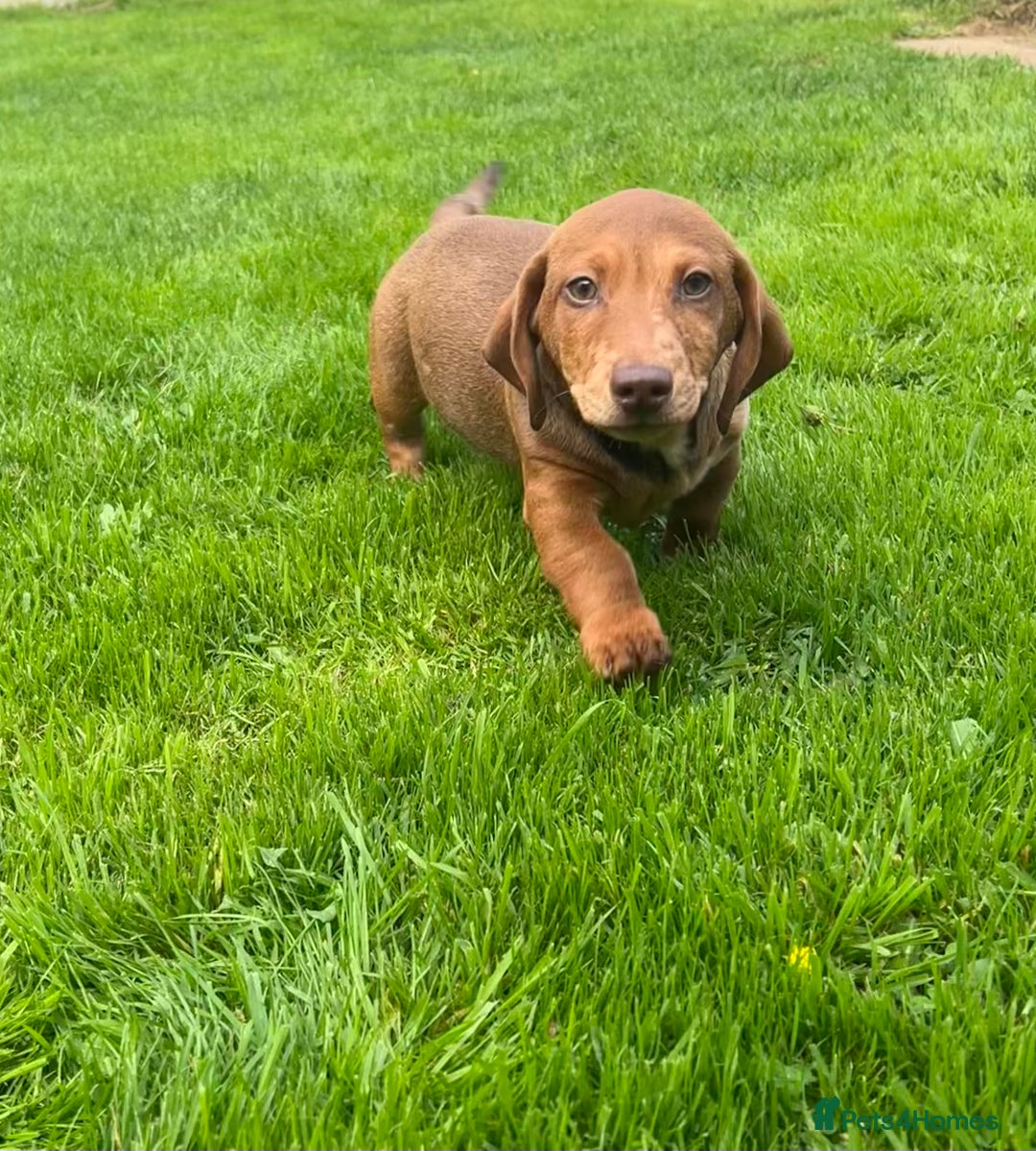 Miniature Dachshund dogs for sale: Miniature Dachshund Boys and Girls - Image 12