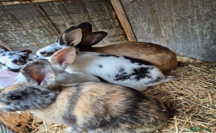 English rabbits - Advert 7