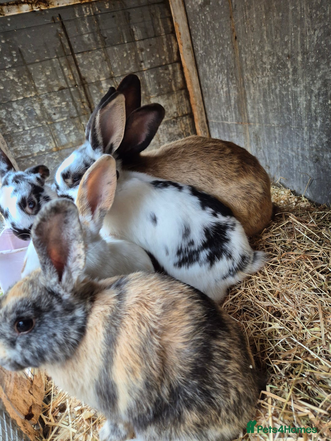 English rabbits for sale: Bunnies available - Image 4