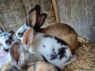 English rabbits - Advert 10