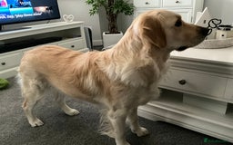 Golden Retriever dogs for sale: Stunning Golden Retriever Puppies  - Image 1