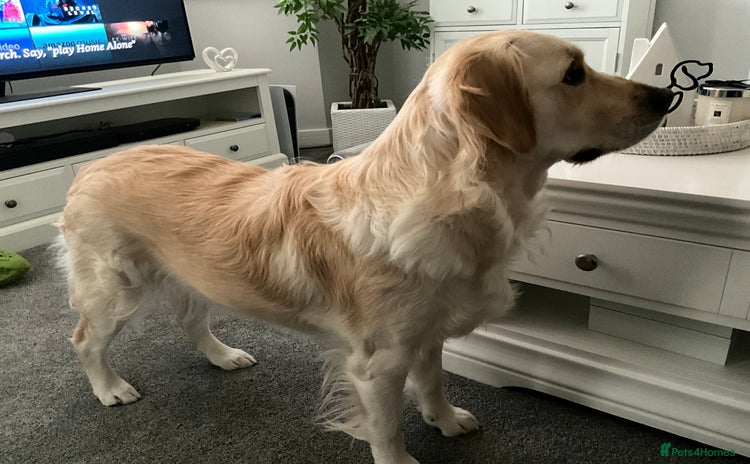Golden Retriever dogs - Advert 9