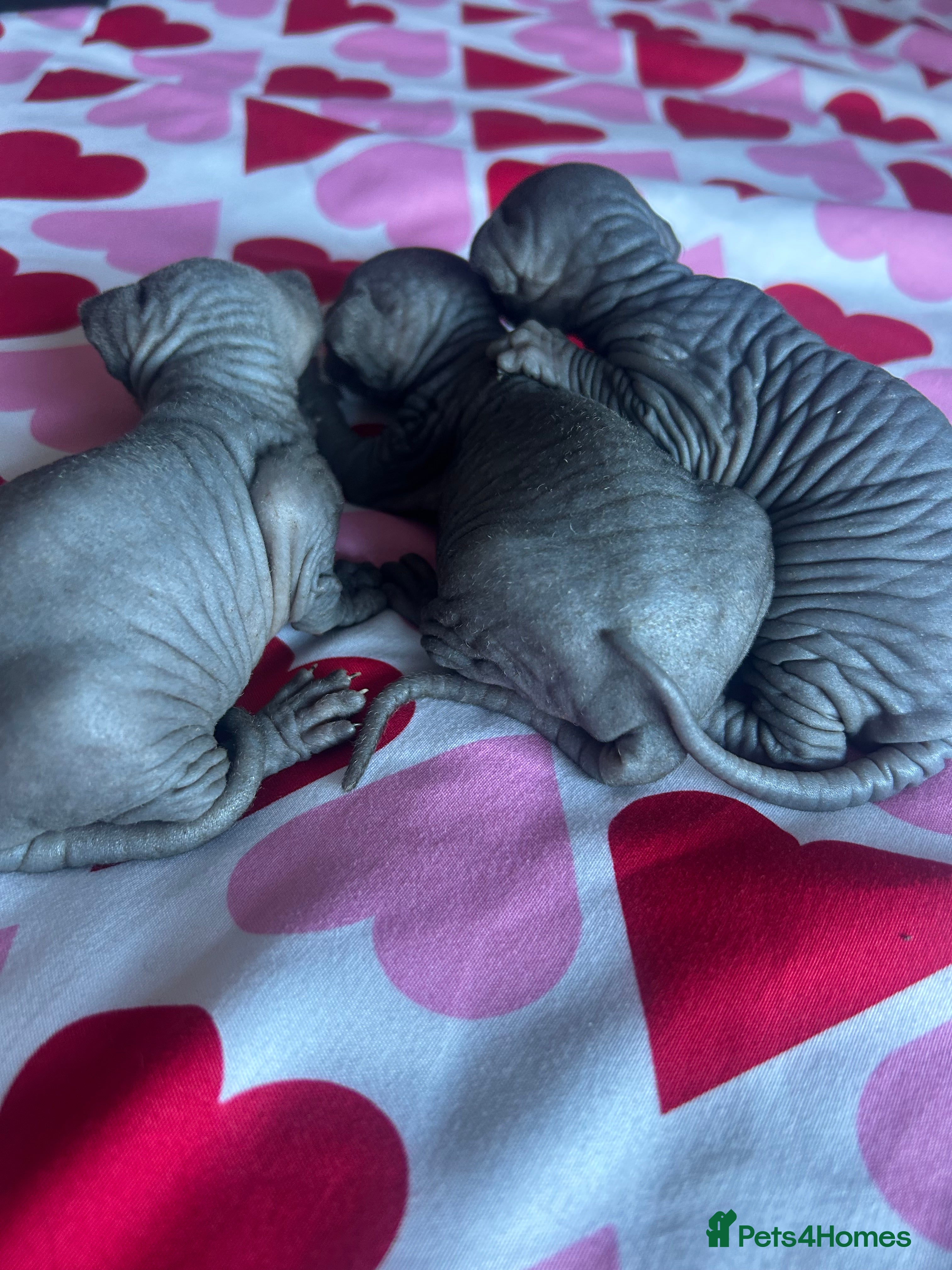 Sphynx cats Pure Canadian sphynx  - Advert 9