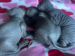 Sphynx cats Pure Canadian sphynx - Advert 7