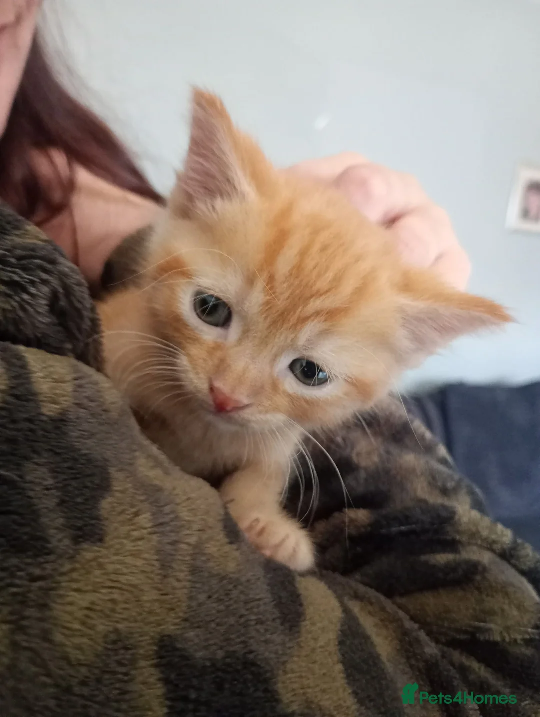 Mixed Breed cats for sale: 4 kittens ready to go - Advert 10