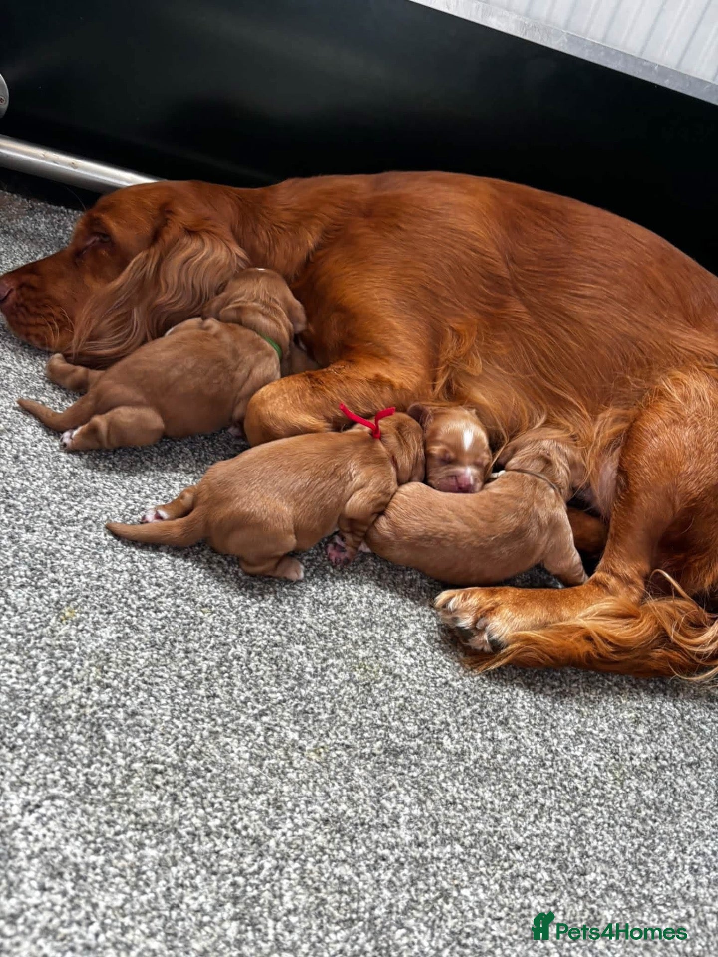 Cocker Spaniel dogs for sale: Stunning Cocker Spaniel puppies 🩷 - Advert 1