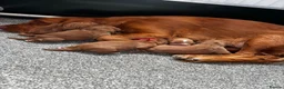 Cocker Spaniel dogs for sale: Stunning Cocker Spaniel puppies 🩷 - Advert 1