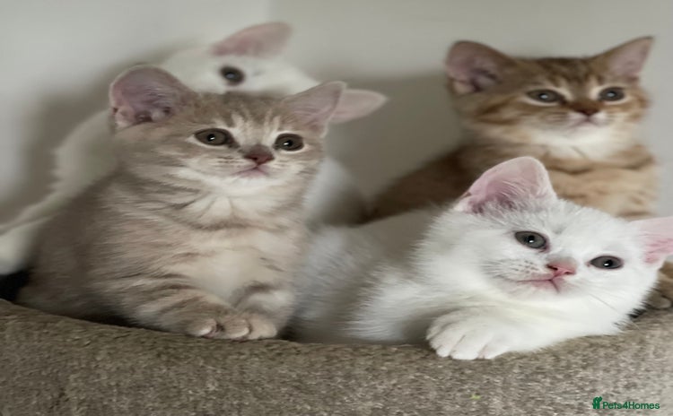 British Shorthair cats - Advert 5