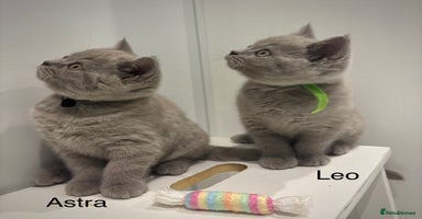 British Shorthair cats - Advert 10