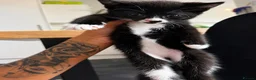 Domestic Shorthair cats for sale: 5 kittens  in Nottingham - Advert 2