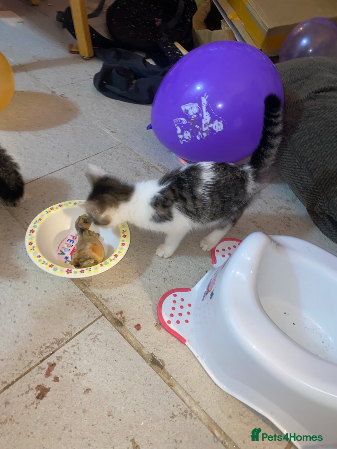Mixed Breed cats for sale: kittens Bengal x microchipped flea/worm.insured.  - Image 15