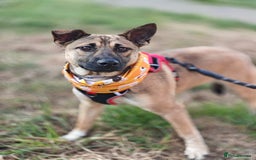 Mixed Breed dogs for adoption: ❤️Lisa, cheerful 7-month-old lower-medium girl ❤️ - Advert 12