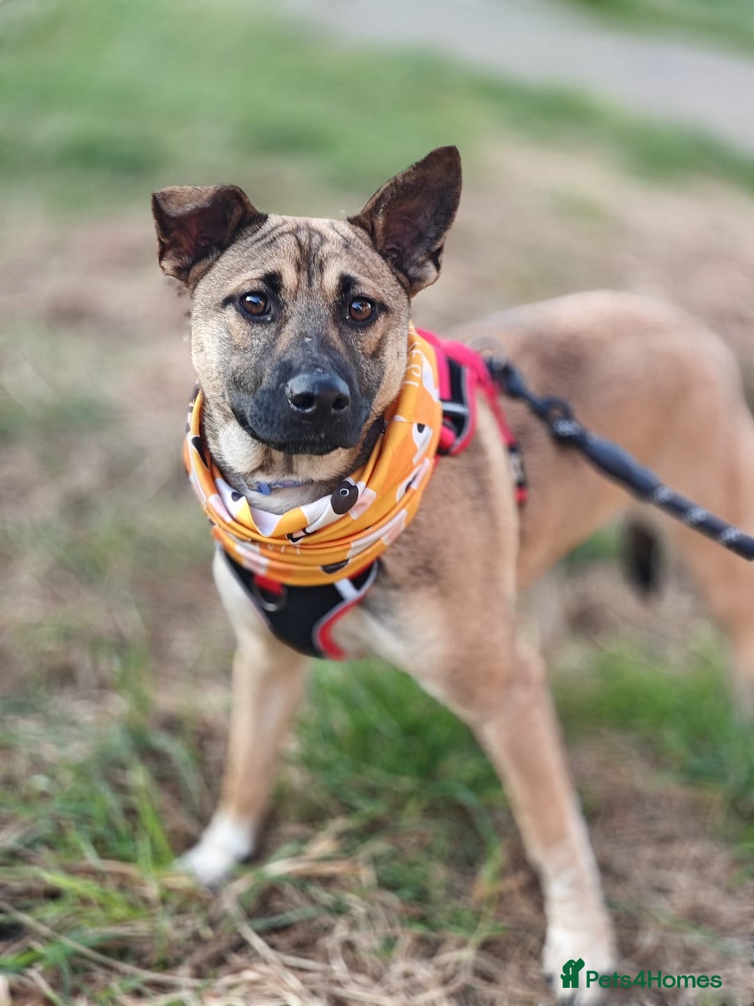 Mixed Breed dogs for adoption: ❤️Lisa, cheerful 7-month-old lower-medium girl ❤️ - Advert 12