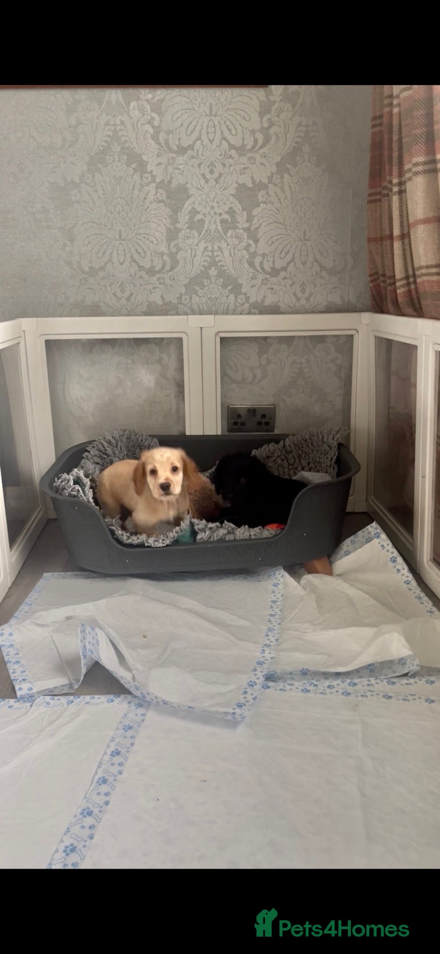 Cocker Spaniel dogs for sale: KC registered working Cocker Spaniel pups  - Advert 2