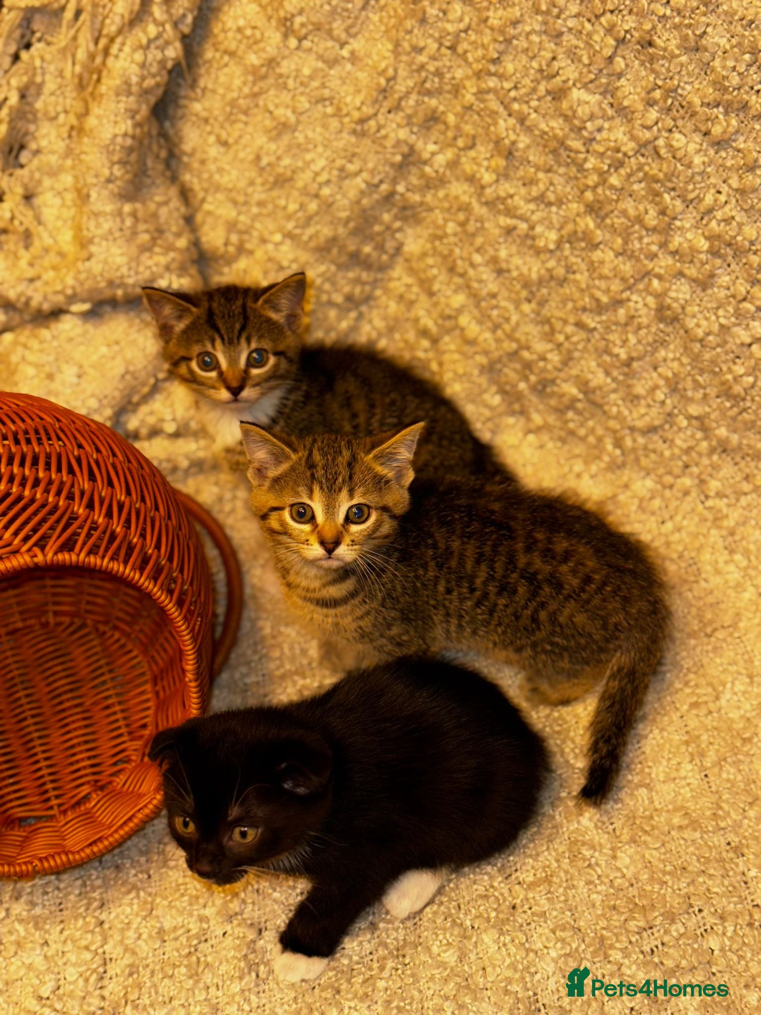 Scottish Fold cats ✨️5x Scottish Fold/Straight kittens READY TO GO ✨️ - Advert 4