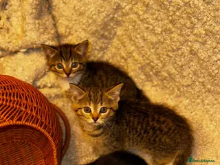 Scottish Fold cats ✨️5x Scottish Fold/Straight kittens READY TO GO ✨️ - Advert 4