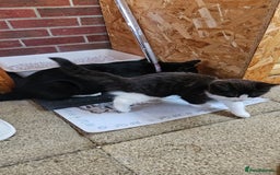 Mixed Breed cats for sale: Long haired black and white girl  - Image 11