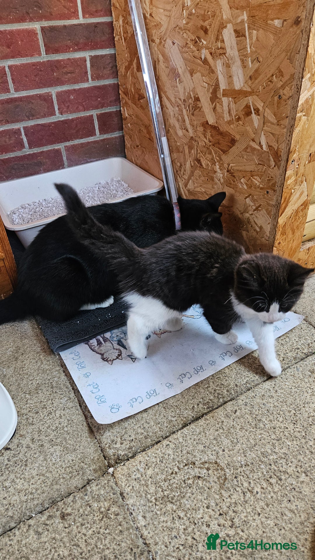 Mixed Breed cats for sale: Long haired black and white girl  - Image 11