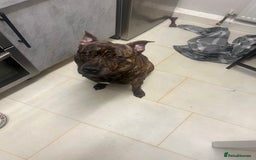 Mixed Breed dogs for sale: Stuffy - Image 4