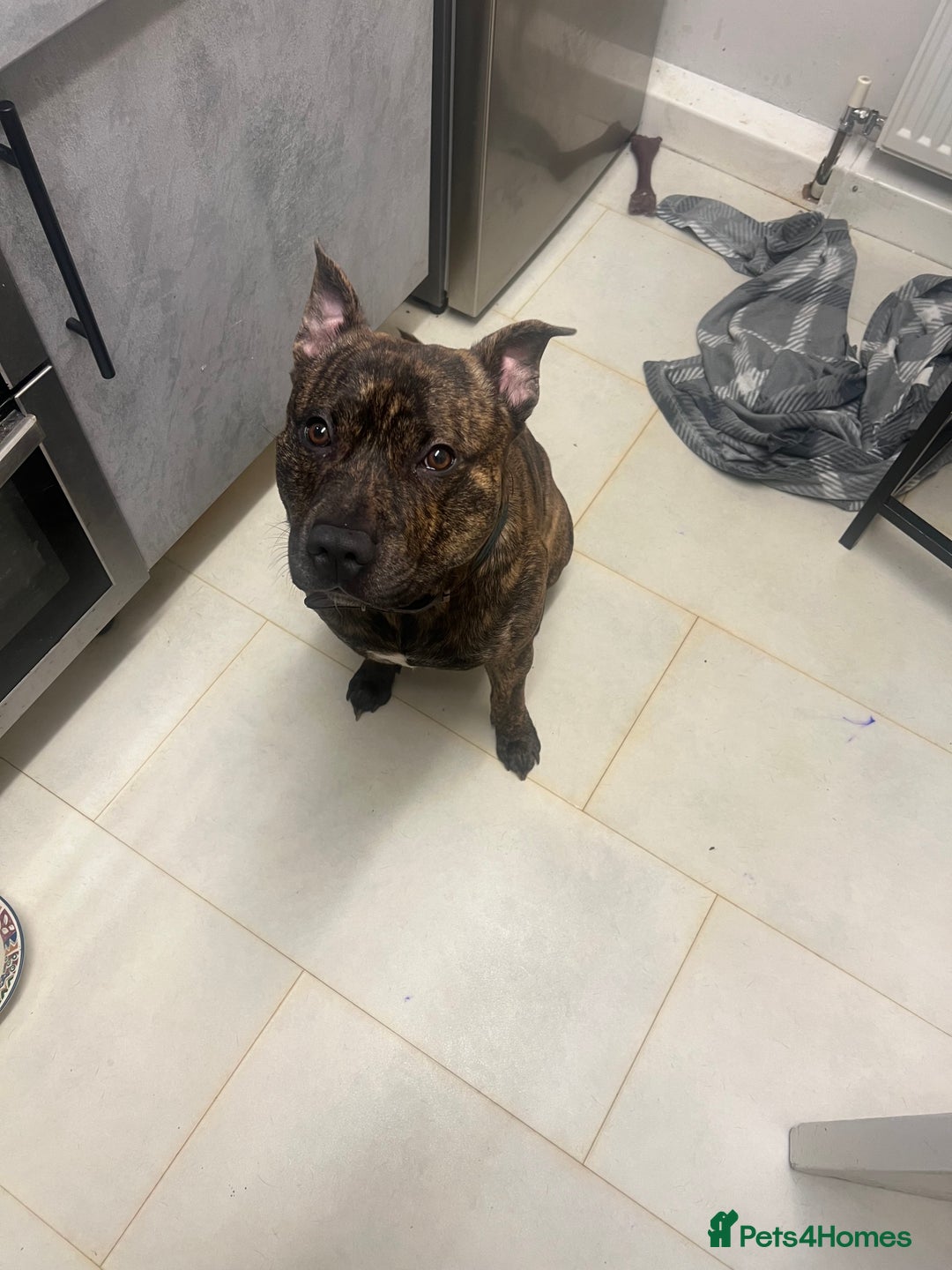 Mixed Breed dogs for sale: Stuffy - Image 4