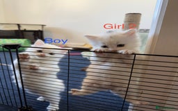 Mixed Breed cats for sale: 3 beautiful kittens available  - Advert 6