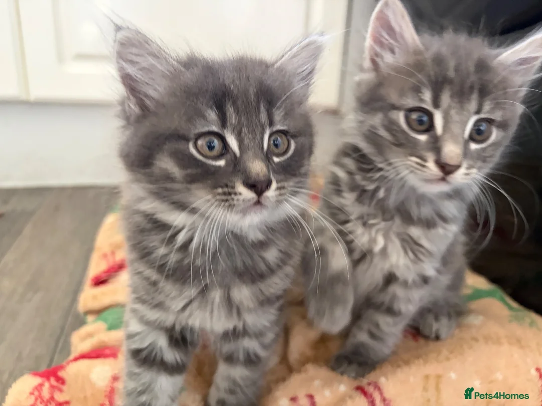 Domestic Shorthair cats for sale: Kittens  in Nottingham - Advert 2