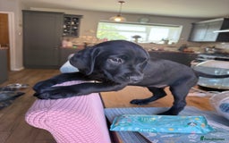 Labrador Retriever dogs for sale: Fantastic KC registered litter from FTCH lines - Image 7