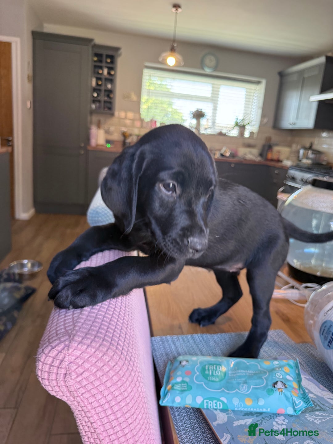 Labrador Retriever dogs for sale: Fantastic KC registered litter from FTCH lines - Image 7