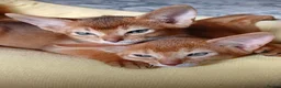 Abyssinian cats for sale: Abyssinian kittens for sale - Advert 13