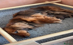 Miniature Dachshund dogs for sale: KC Reg Miniature Long-Haired Dachshund Puppies - Image 4