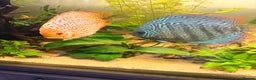 Discus fish for sale: 2 large adult discus - Advert 1