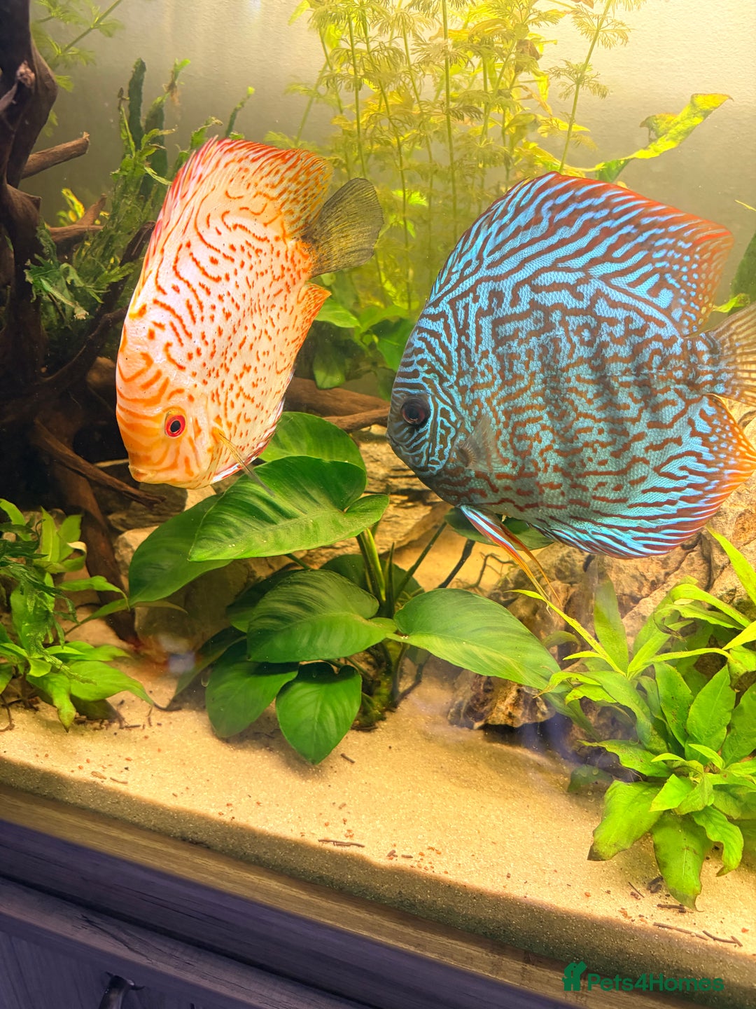 Discus fish for sale: 2 large adult discus - Advert 1