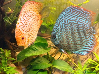 Discus fish 2 large adult discus - Advert 3