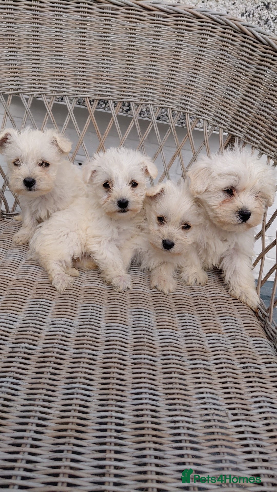 Westiepoo dogs Westiepoo puppies - Advert 3