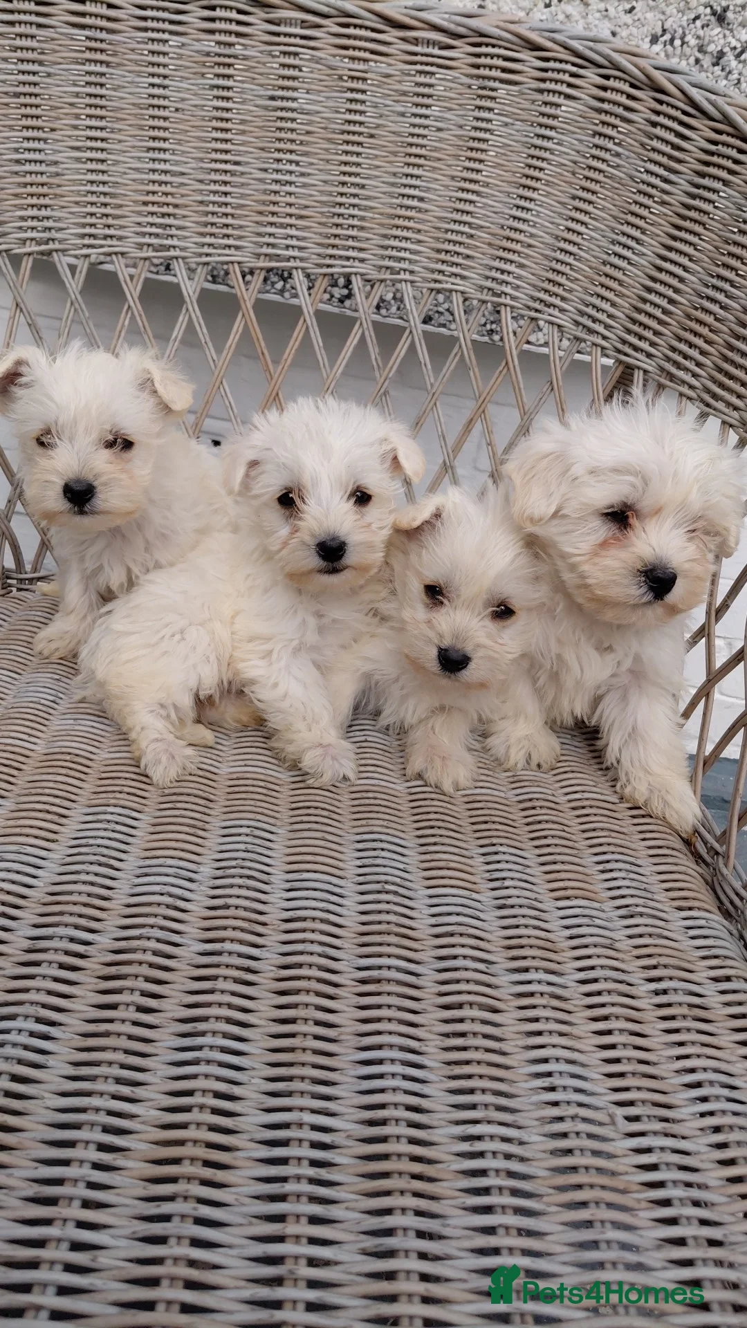Westiepoo dogs for sale: Westiepoo puppies in Llanelli - Advert 1
