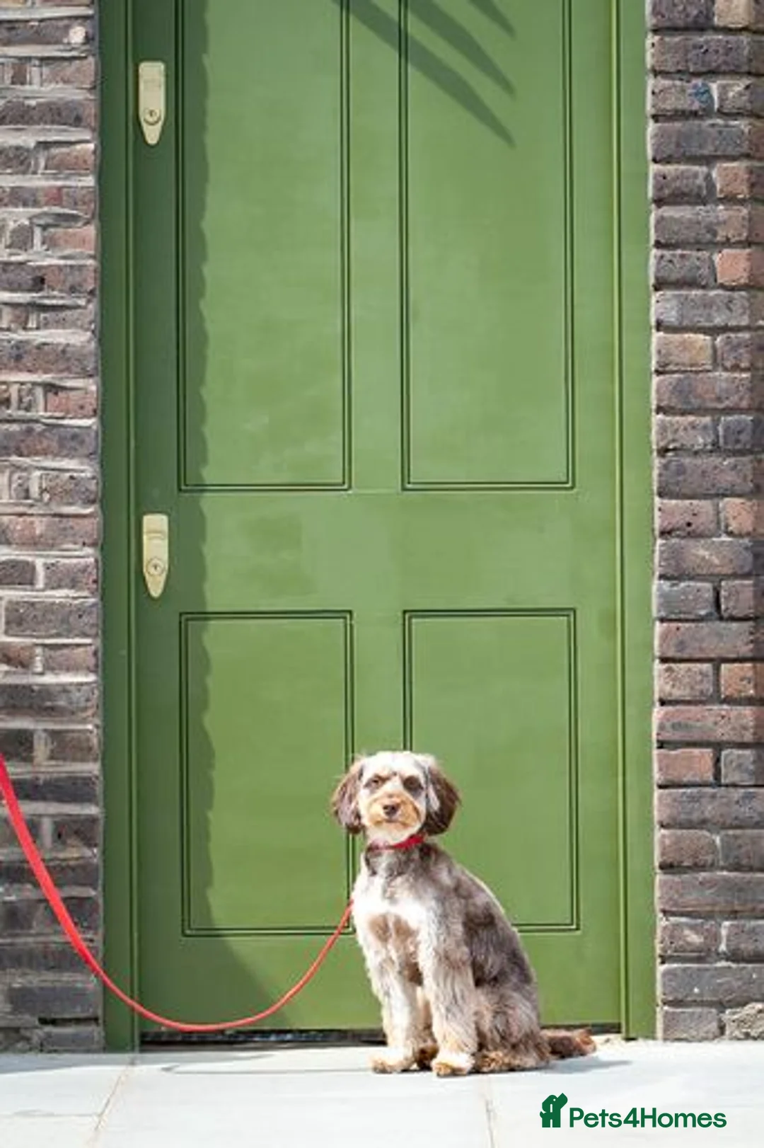 Cockapoo dogs for stud: Ross  - Advert 3