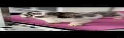 Miniature Dachshund dogs for sale: Long haired miniature dachshund  - Advert 16