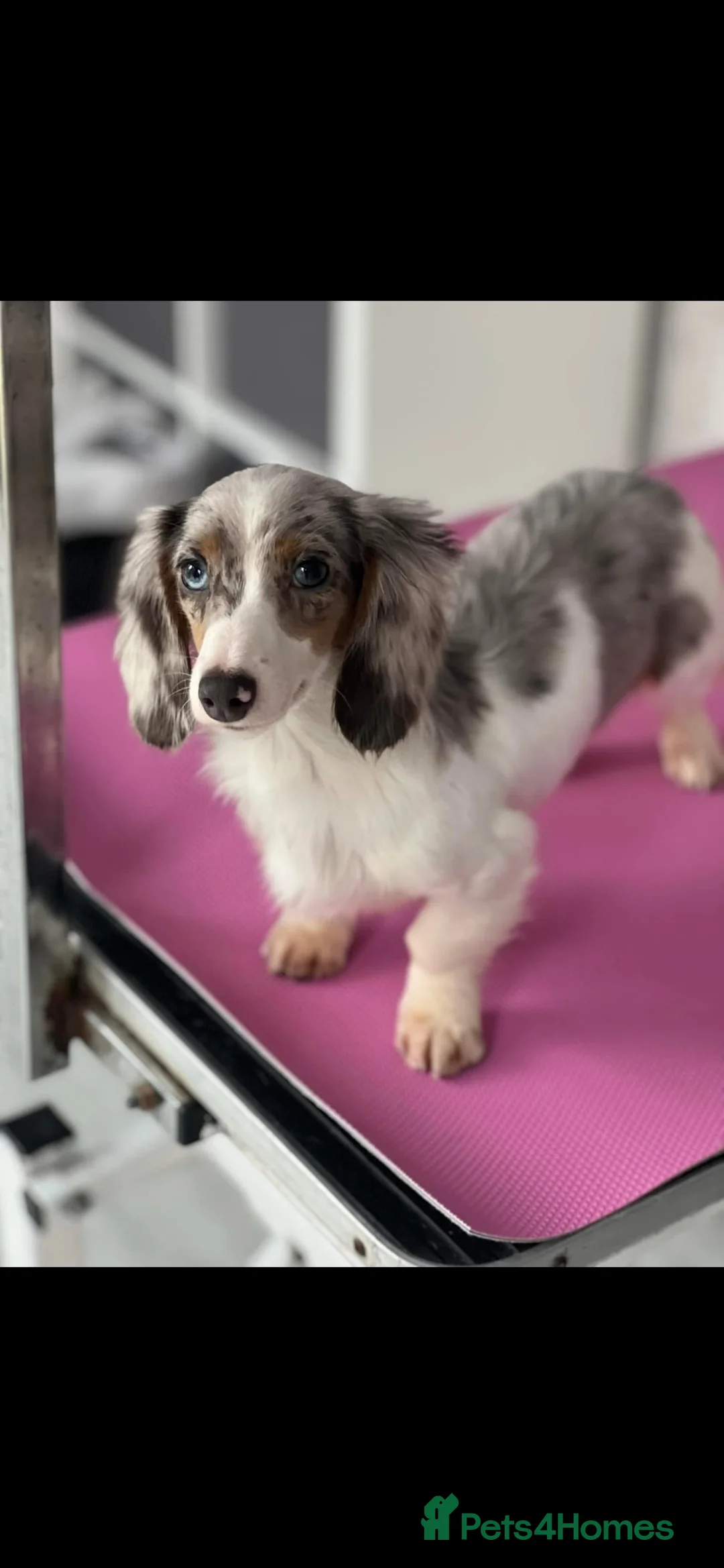 Miniature Dachshund dogs for sale: Long haired miniature dachshund  - Advert 16