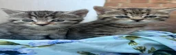 Mixed Breed cats for sale: Beautiful Siberian Mix Kittens  - Advert 3