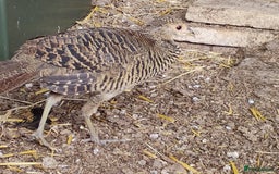 Pheasants poultry for sale: 4 Golden Pheasants and One Silver - Image 9