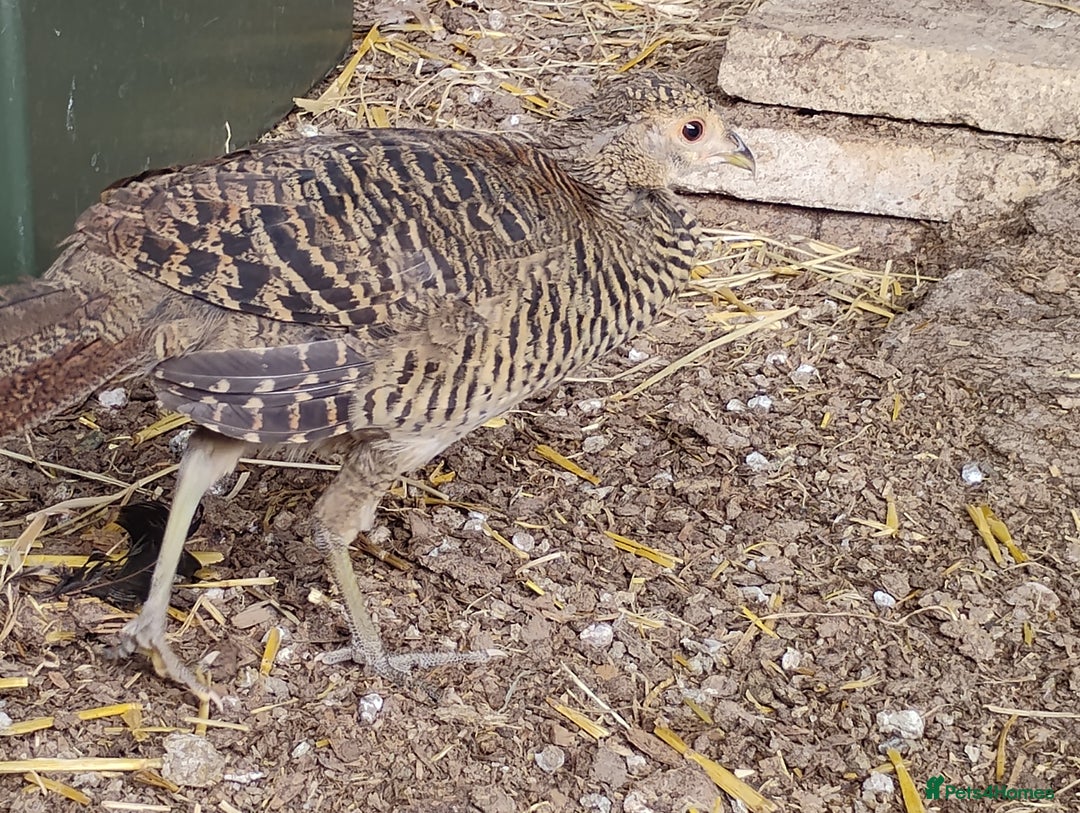 Pheasants poultry for sale: 4 Golden Pheasants and One Silver - Image 9