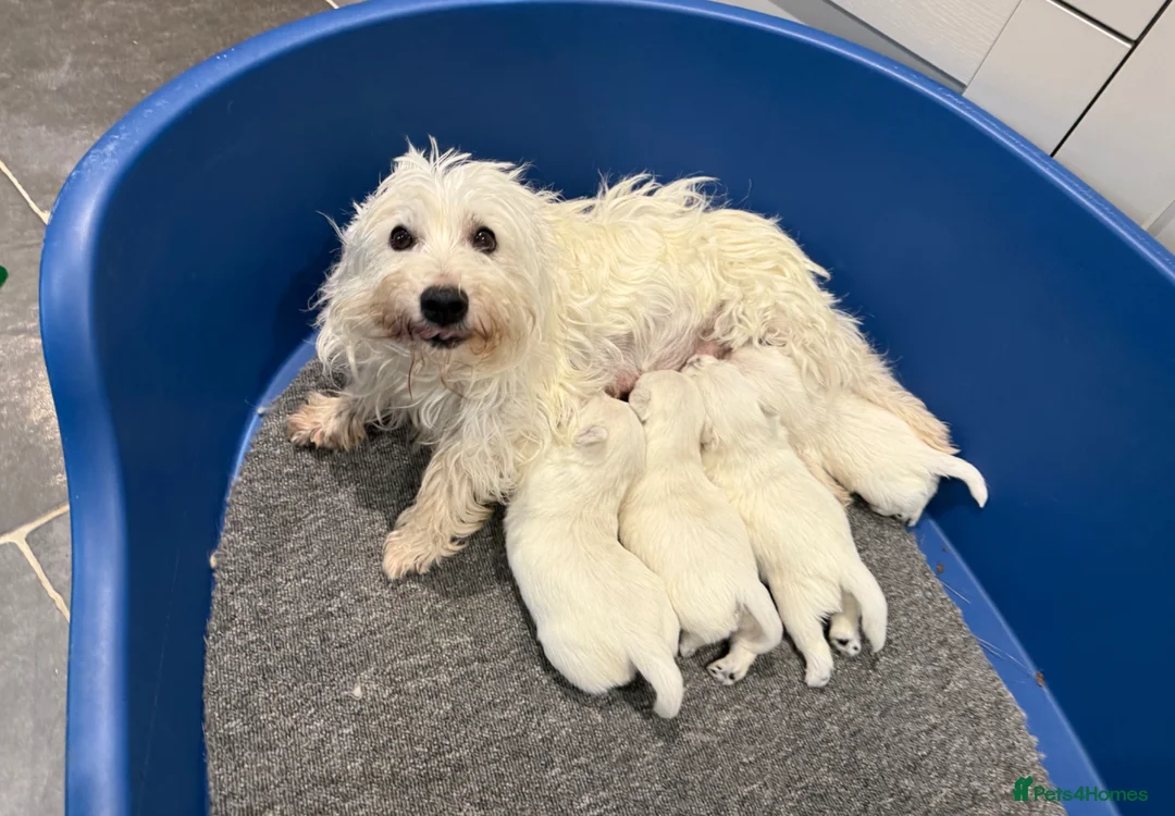 West Highland Terrier dogs for sale: KC REGISTERED Boys & Girl - Advert 1