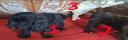 Cockapoo dogs for sale: F1 Cockapoo Puppies  - Advert 4