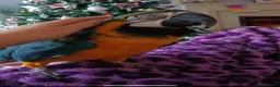Macaws birds for sale: Nacho Blue and Gold Macaw  in Northampton - Advert 4