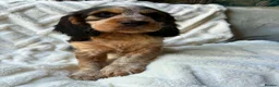 Cocker Spaniel dogs for sale: 9 Gorgeous Cocker Spaniel Puppies For Sale! - Advert 7