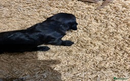 Cockapoo dogs for sale: Cockapoos puppies  - Image 11