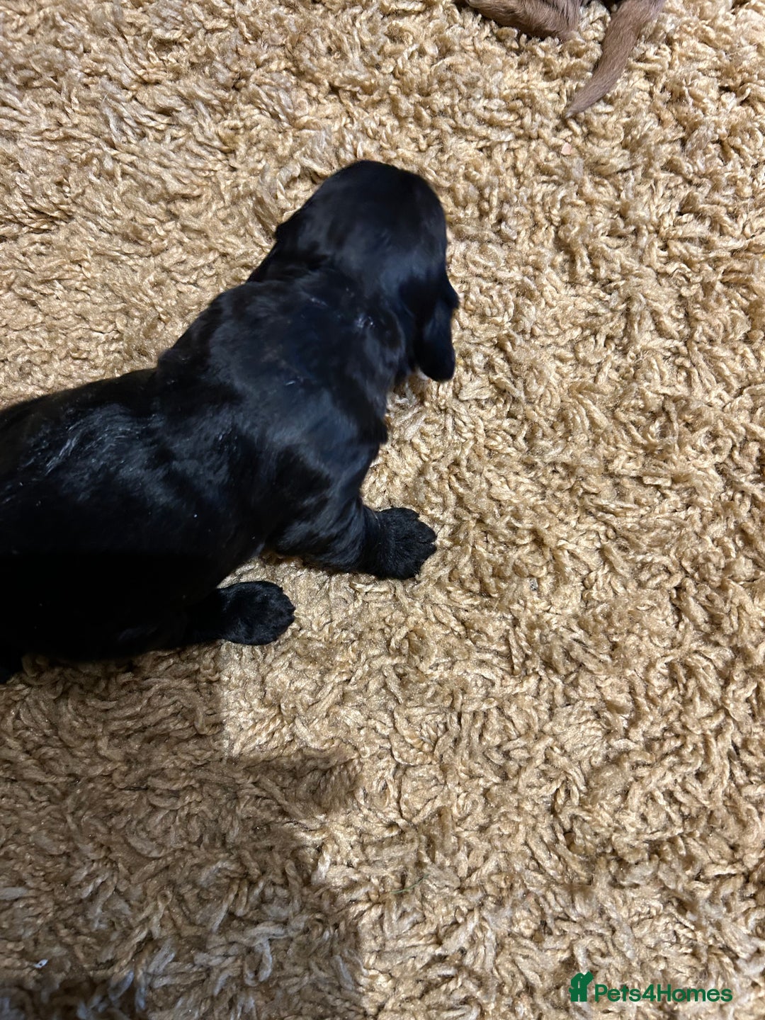 Cockapoo dogs for sale: Cockapoos puppies  - Image 11
