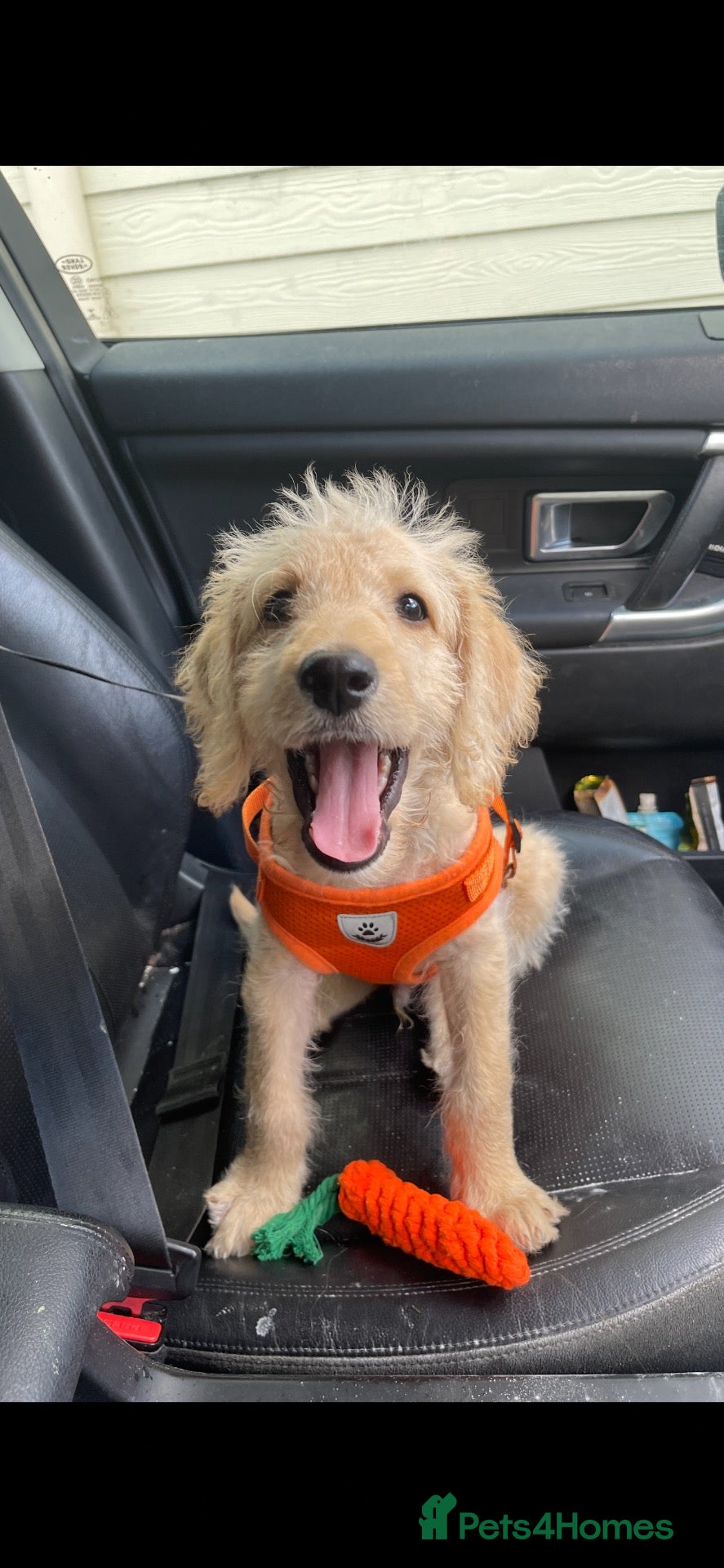 Labradoodle dogs 4 month old Labradoodle puppy - Advert 7