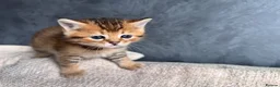 British Shorthair cats for sale: British shorthair kittens  - Advert 3