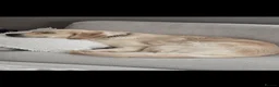 Golden Retriever dogs for sale: Stunning KC golden retriever puppies - Advert 11